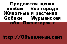 Продаются щенки алабая  - Все города Животные и растения » Собаки   . Мурманская обл.,Оленегорск г.